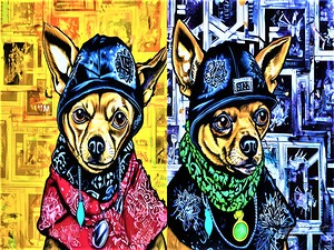 Mi Amigo Chihuahuas