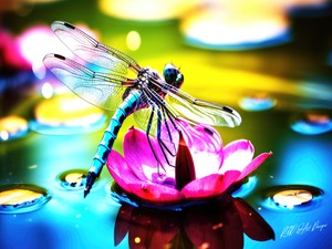 Water Lilly Dragon Fly