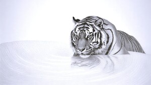 White Tiger - Tiger King