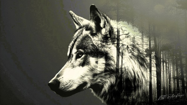 Wolf Silhouette  Print