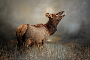 Crisp Mornings by Maureen Ravnik 