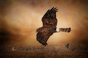 Tasty Morsel by Maureen Ravnik