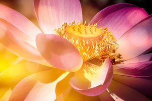 Lotus Love