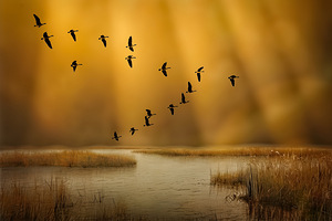 Golden Moments by Maureen Ravnik