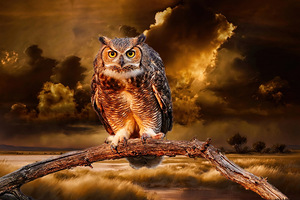 Roadside Raptor by Maureen Ravnik 