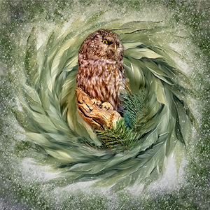 Boreal Owl by Maureen Ravnik