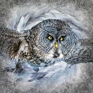 Great Gray Owl by Maureen Ravnik