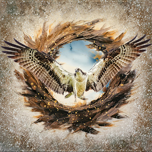 Osprey by Maureen Ravnik 