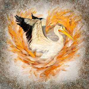 Pelican by Maureen Ravnik 