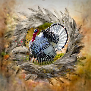 Royal Palm Turkey by Maureen Ravnik 