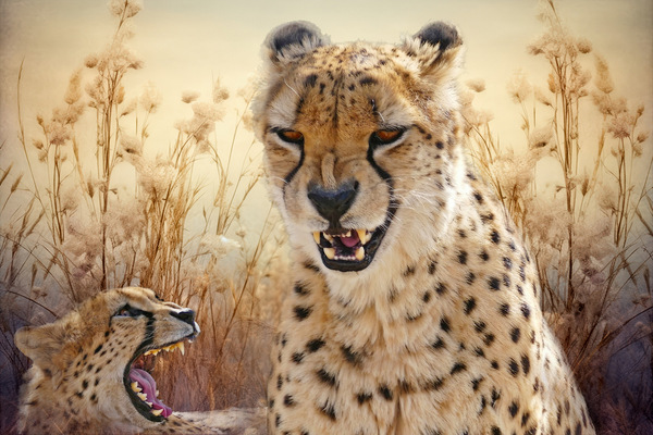 Cheetah Chat by Maureen Ravnik Print