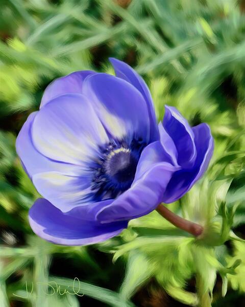 Blue Poppy by Jeanne ONeil by The Pix