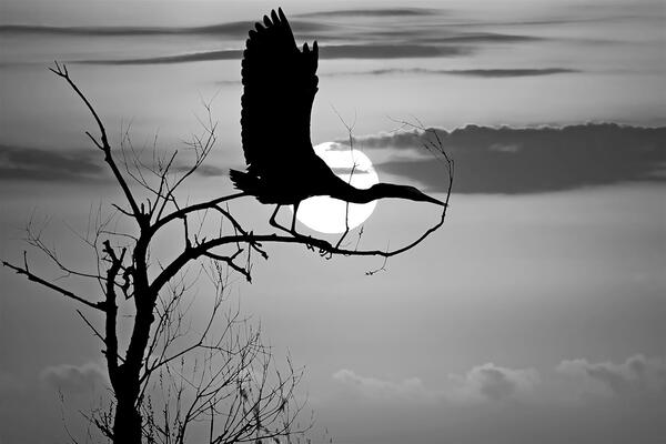 Sunrise is for the Birds by Maureen Ravnik  Print