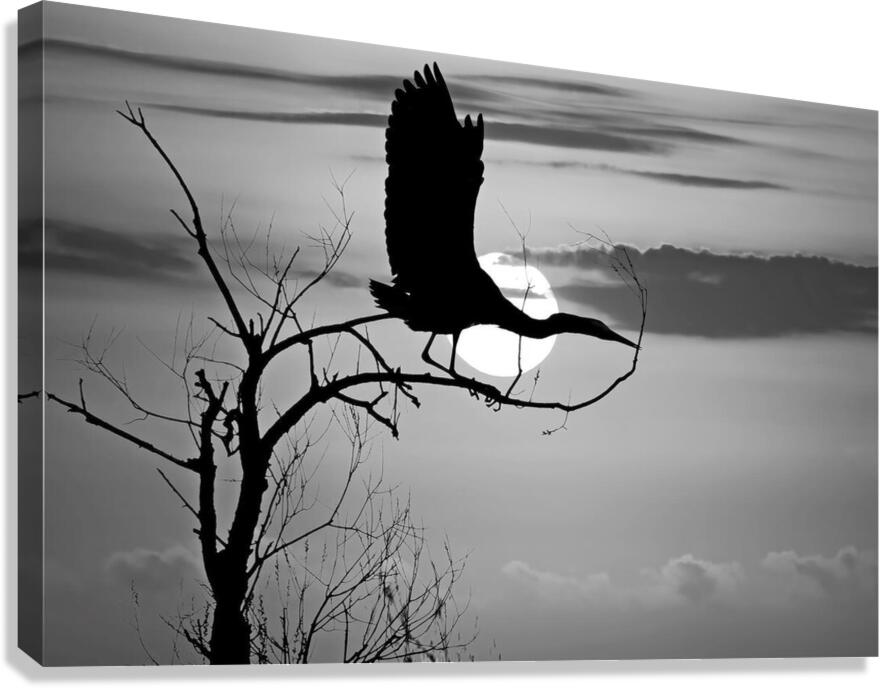 Sunrise is for the Birds by Maureen Ravnik  Canvas Print