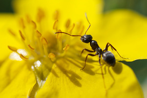 Ant on Yellow Flower