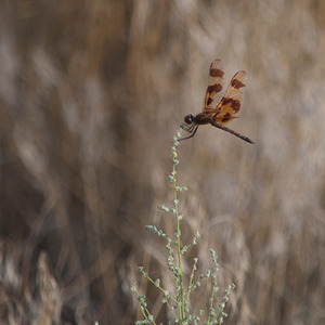 Dragonfly on Plant