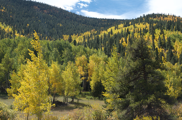 Wavy Fall Colors Print