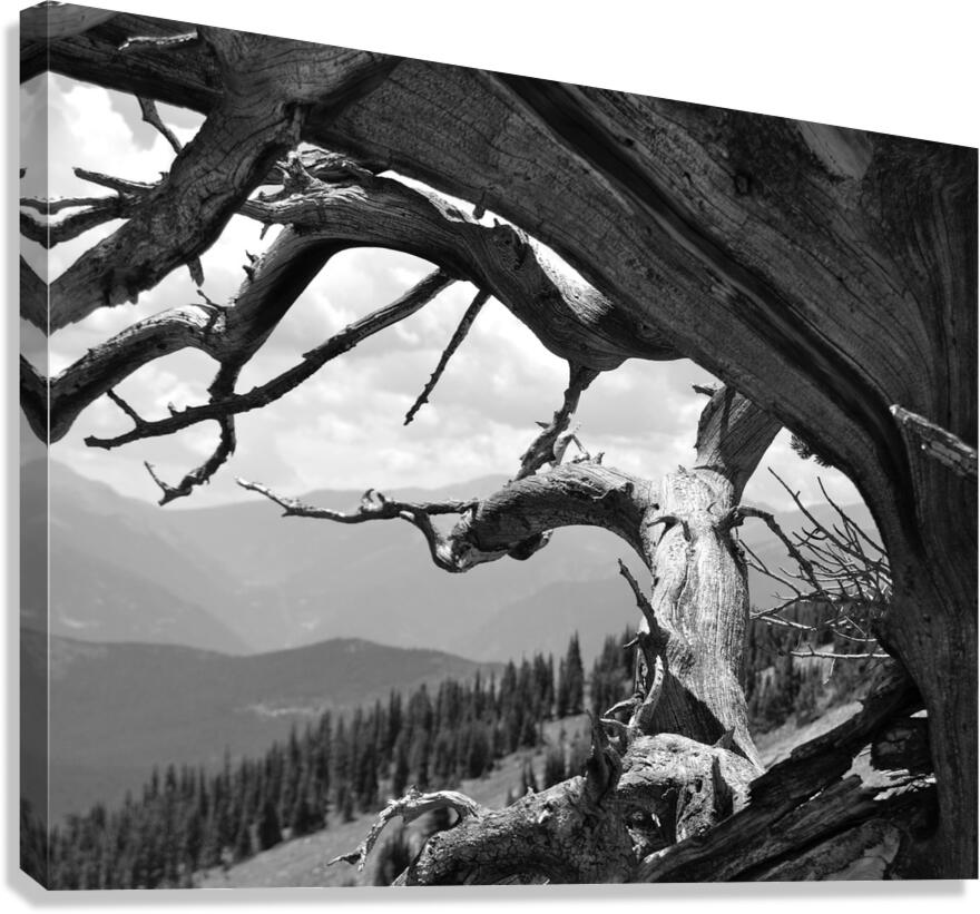 DSC 2481 Canvas Print