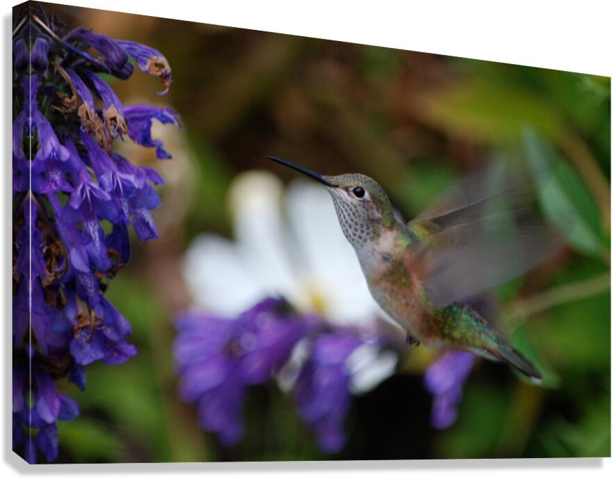 Hummingbird Canvas Print