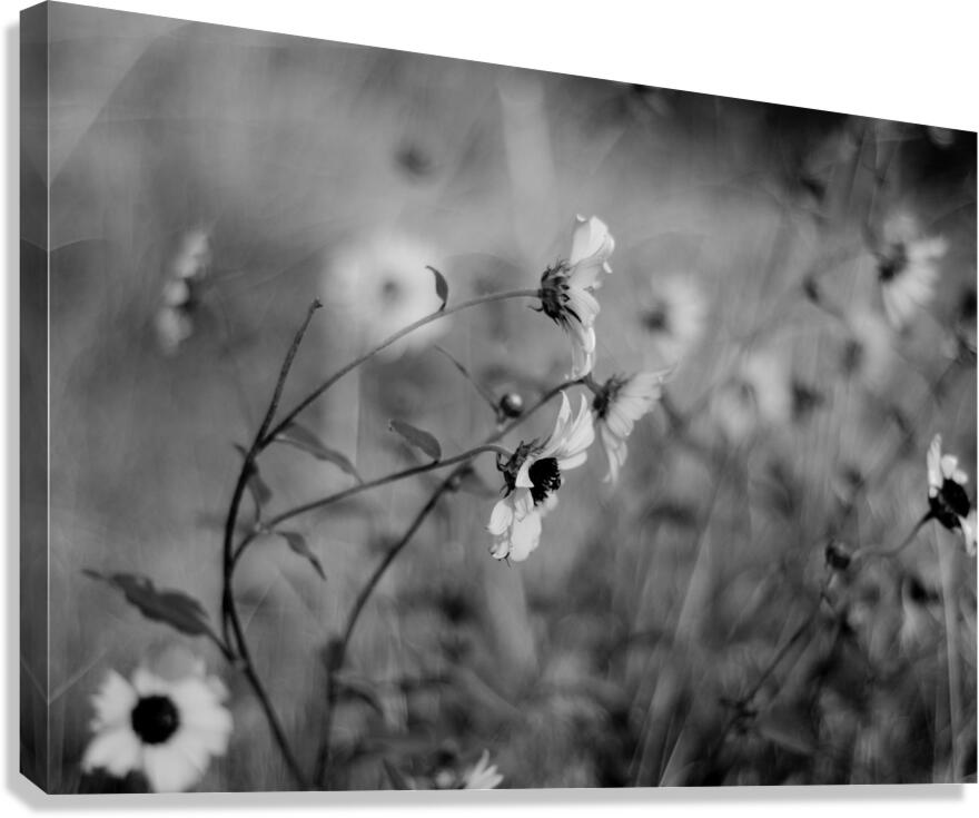 DSC 0656 Canvas Print