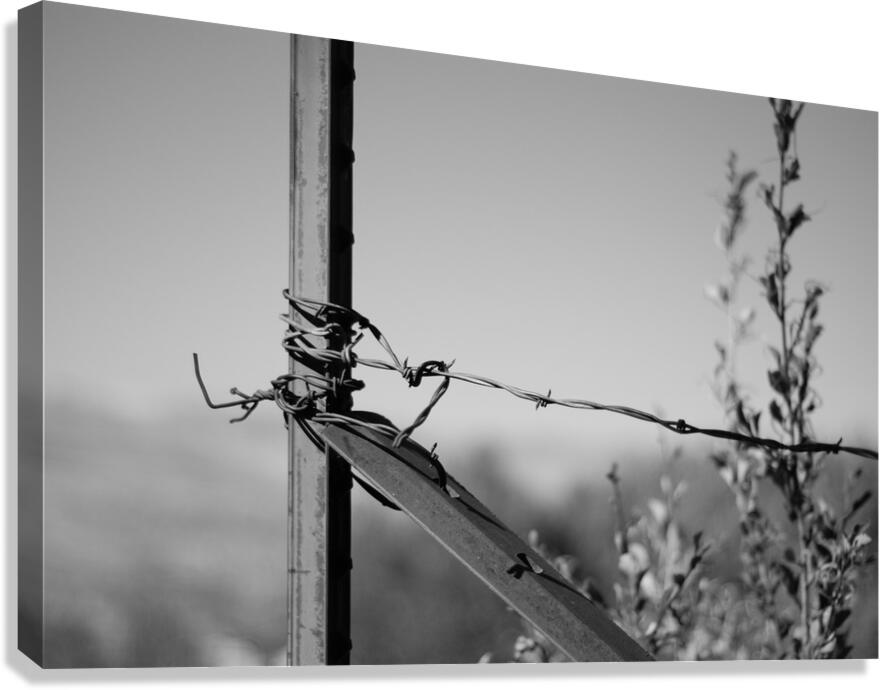 DSC 0782 Canvas Print