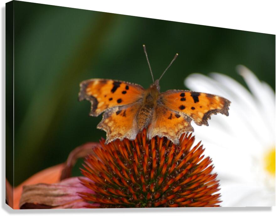 Vail Butterfly Canvas Print