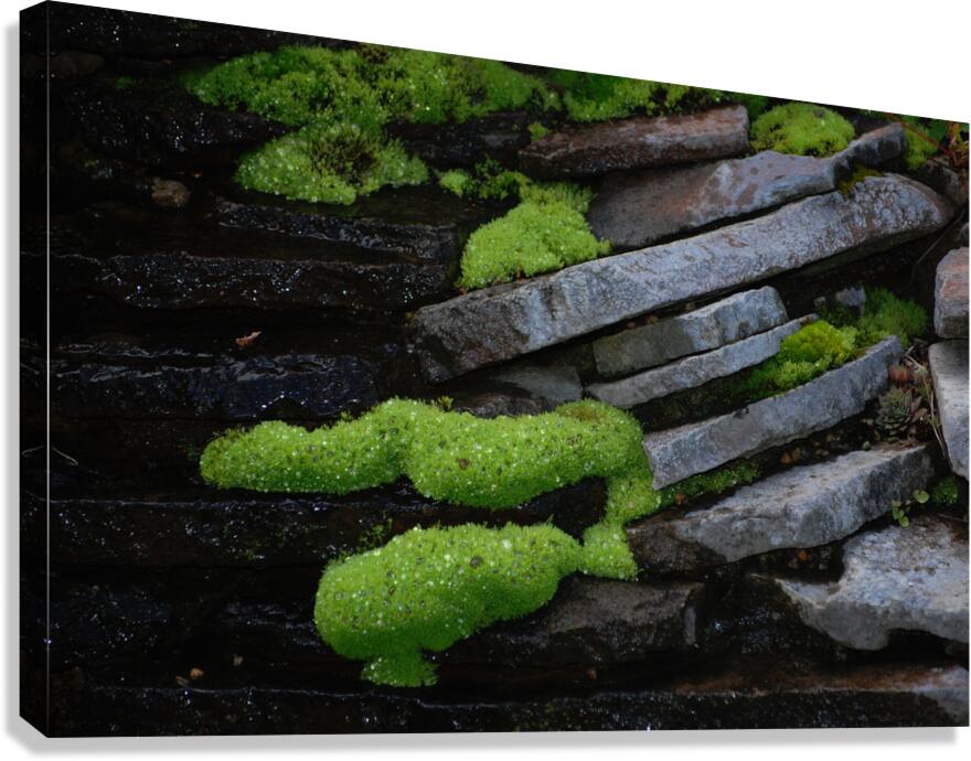 Mossy Rocks Canvas Print