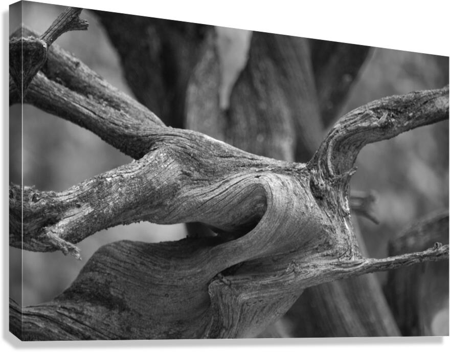 Gnarly Branch Canvas Print