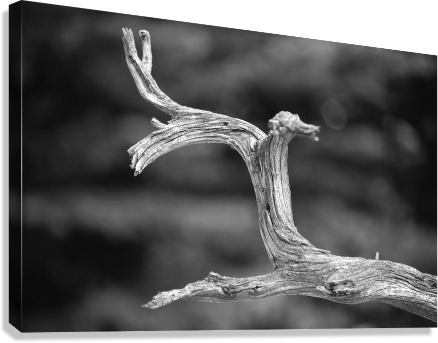 Lonely Branch Canvas Print