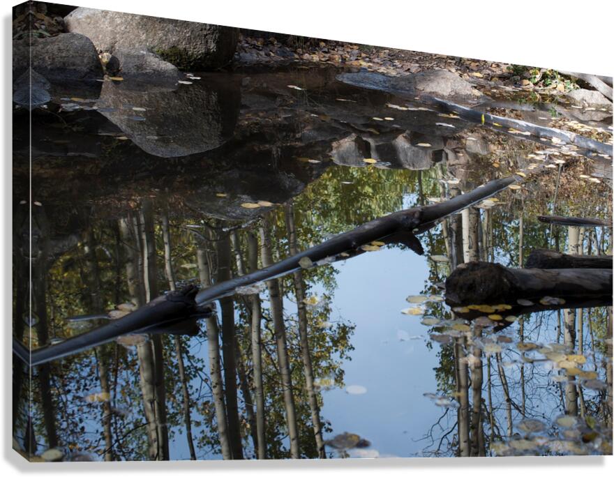 Aspen Reflections Canvas Print