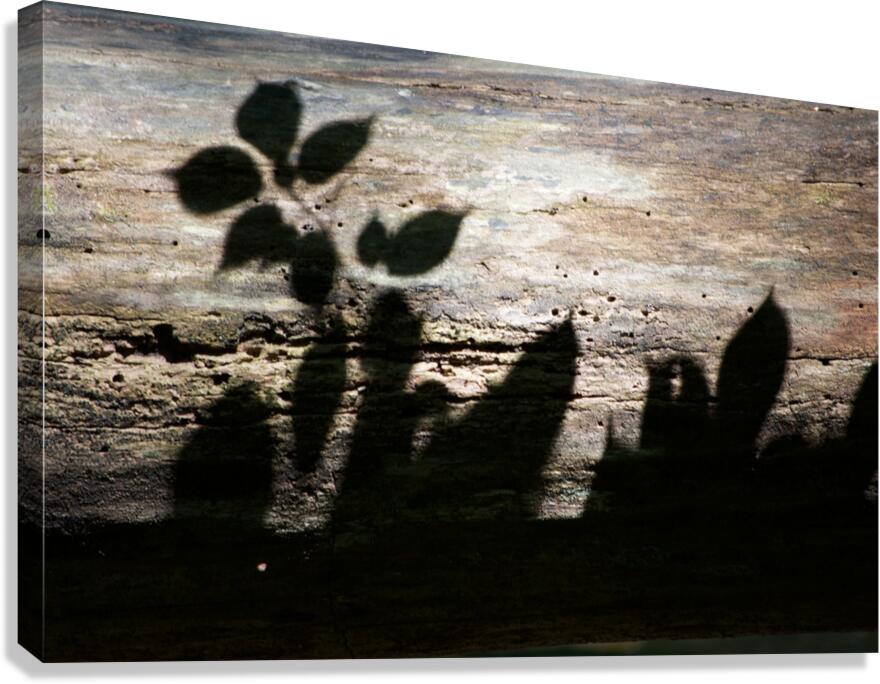 Shadows on Log Canvas Print