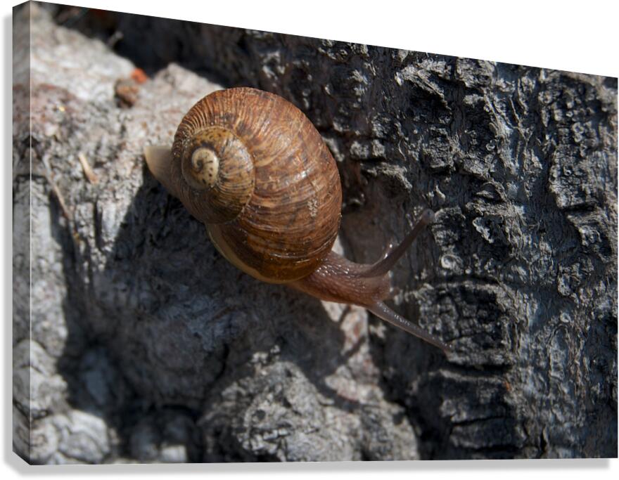 Snail on Tree Canvas Print