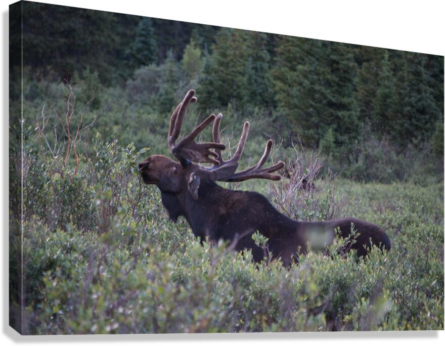 Moose Canvas Print