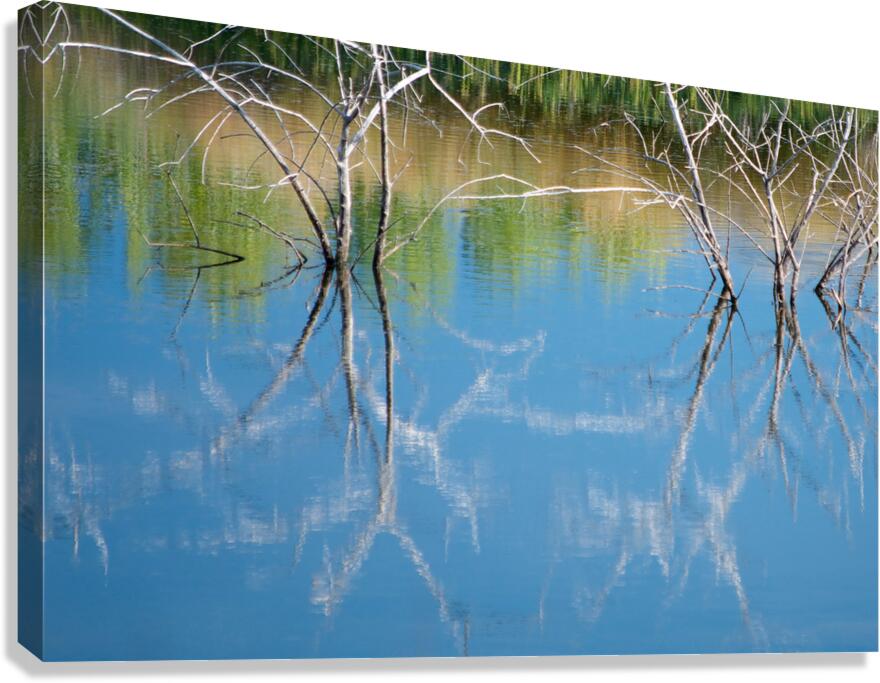 Reflected Branches Canvas Print