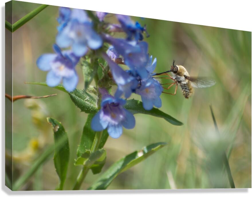 Thirsty Bee Canvas Print