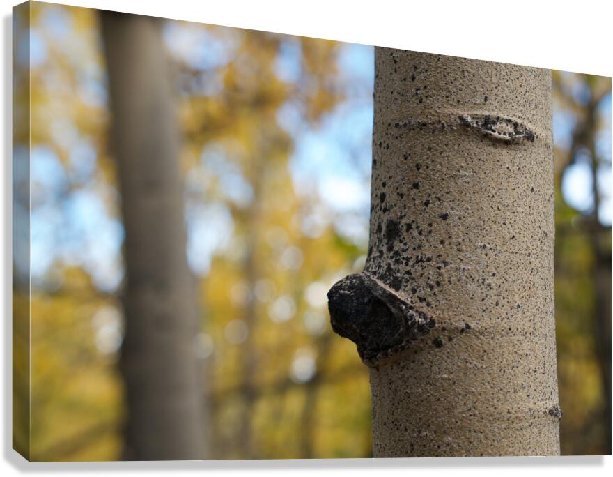 Tree Trunk Canvas Print