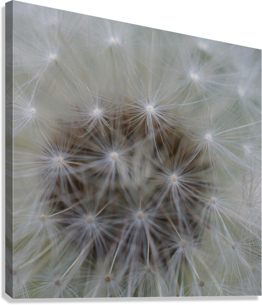 Dandelion Canvas Print