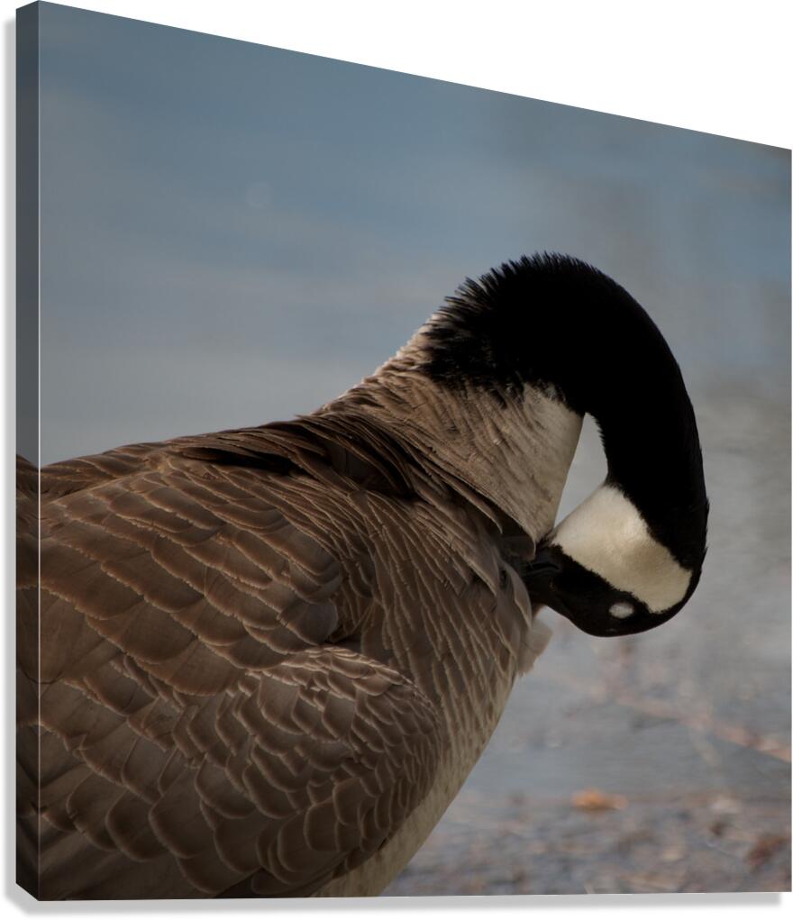 Grooming Goose Canvas Print
