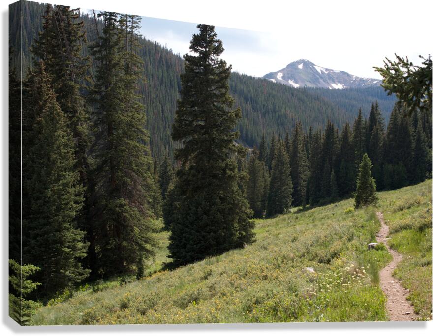 Trail Into Trees Canvas Print