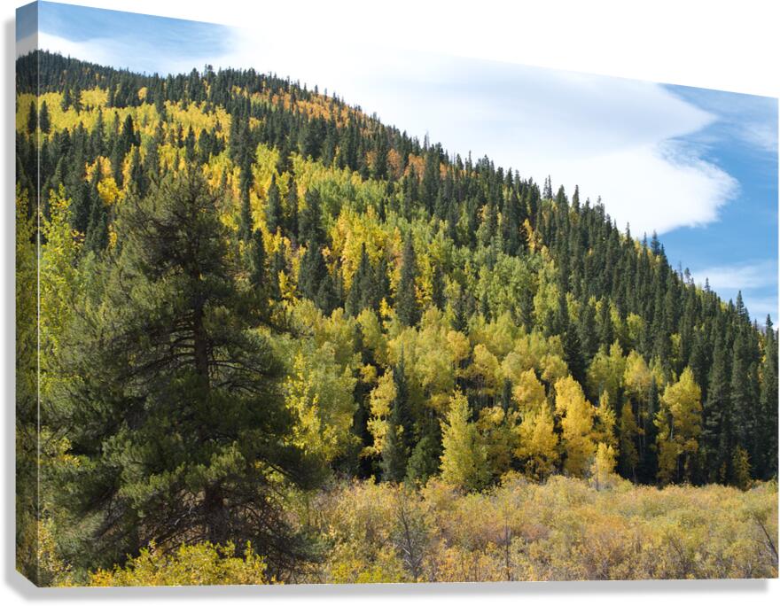 Fall Colors 3 Canvas Print