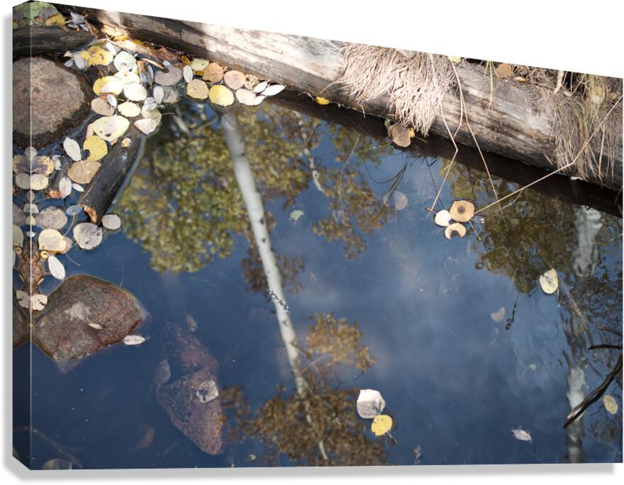 Aspen Reflections 2 Canvas Print