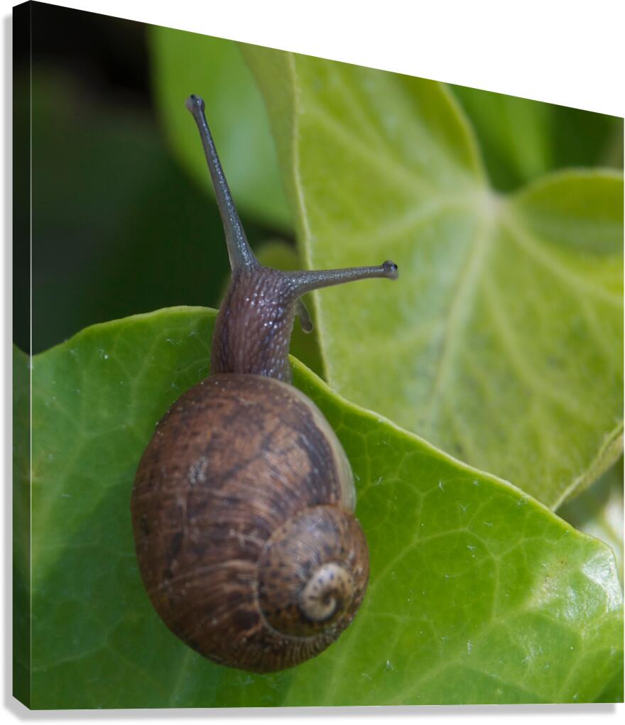 Snail on Leaf Canvas Print