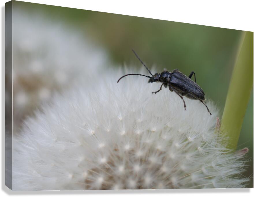 Beetle on Dandelion Canvas Print