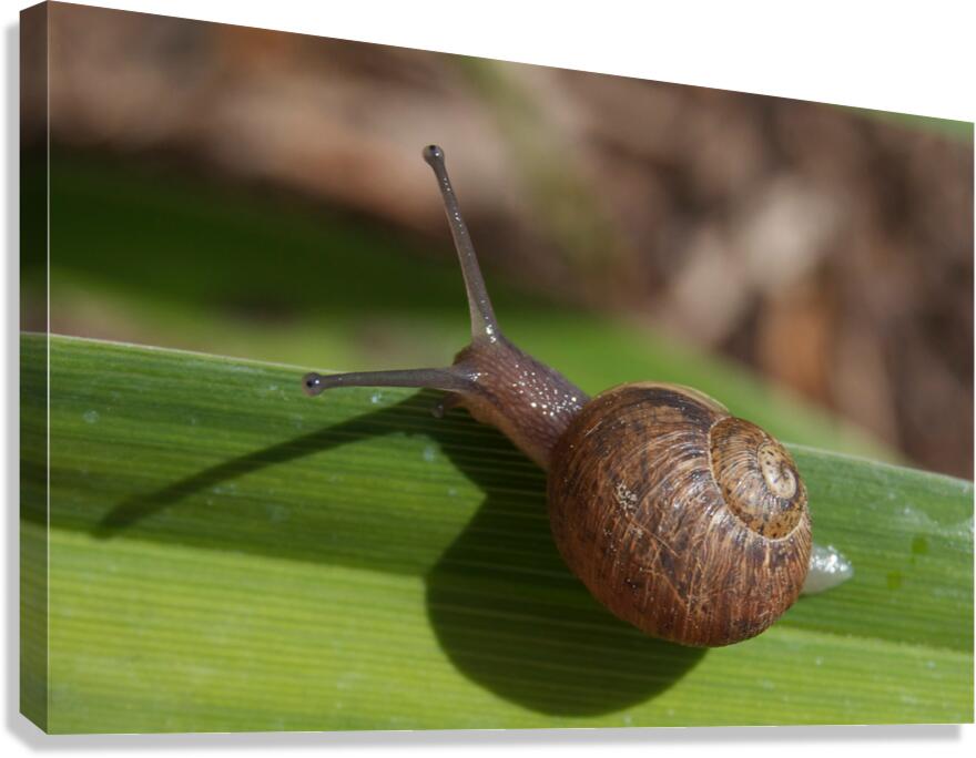 Snail on Grass Canvas Print