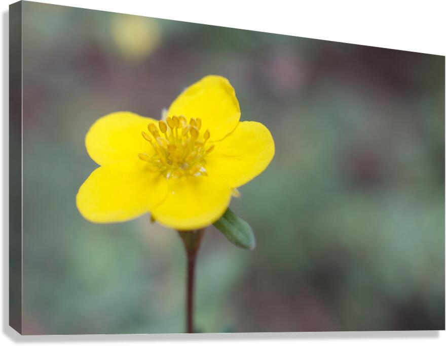Marsh Marigold Canvas Print