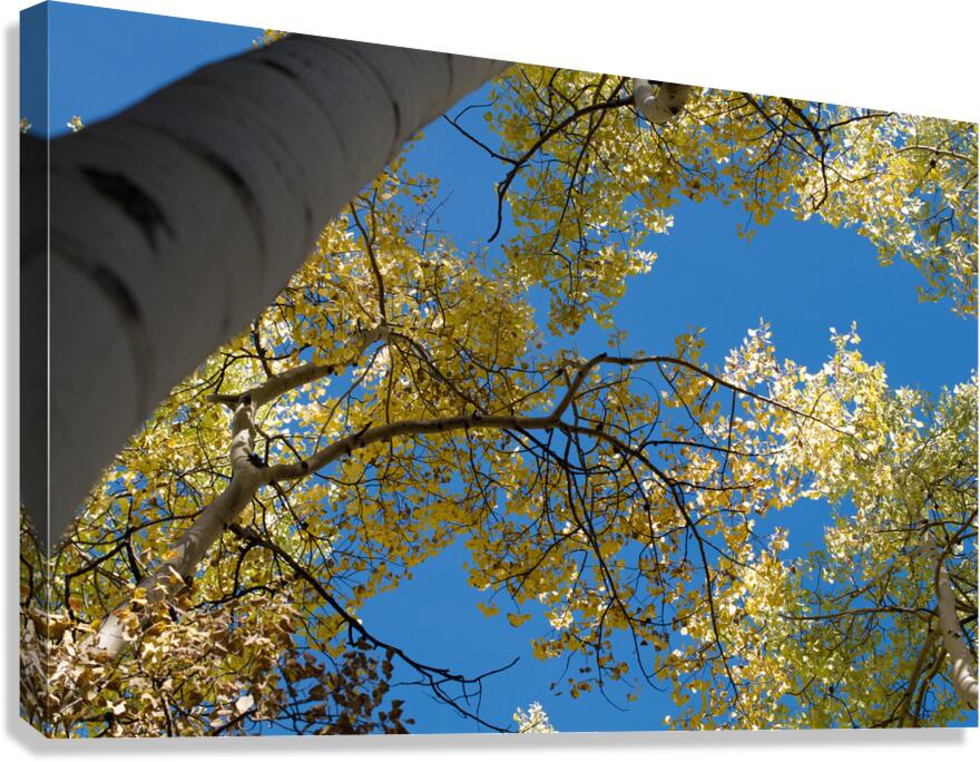 Sunlit Aspen Canvas Print