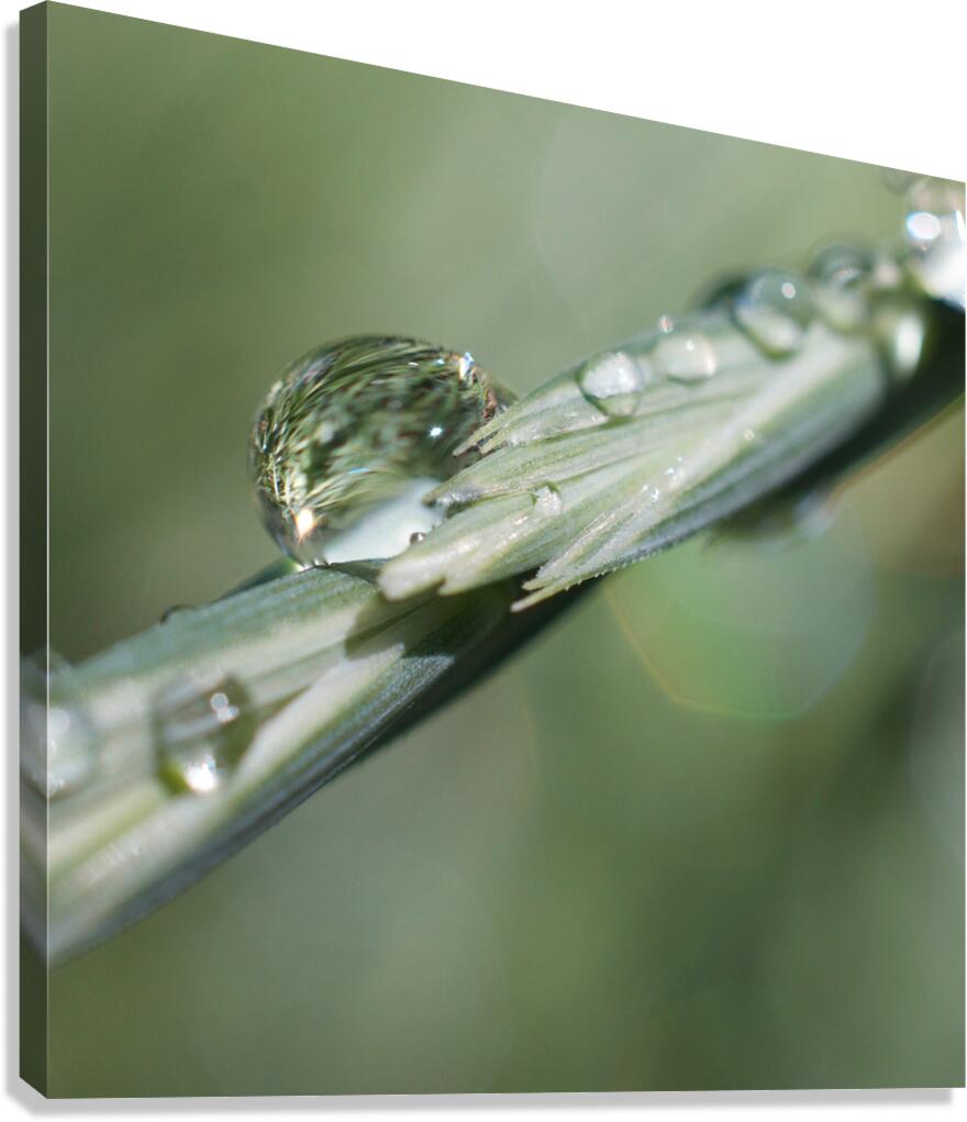 Dew on Grass Canvas Print