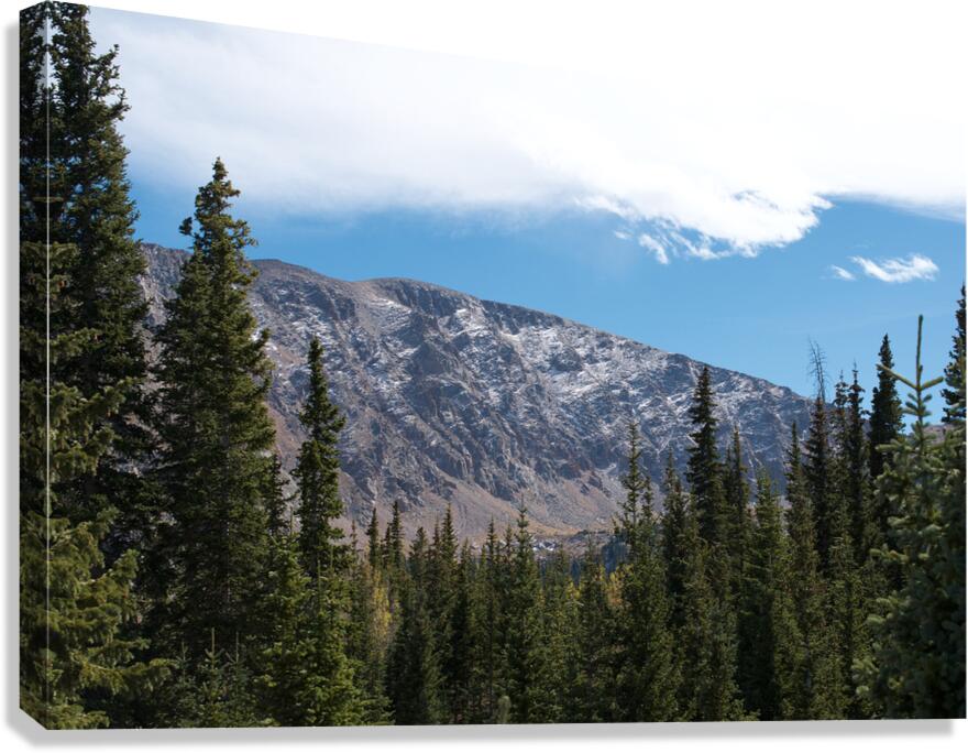 Evergreens Canvas Print