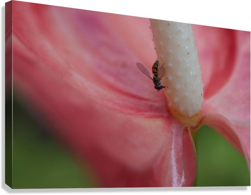 JB0 4701 Canvas Print