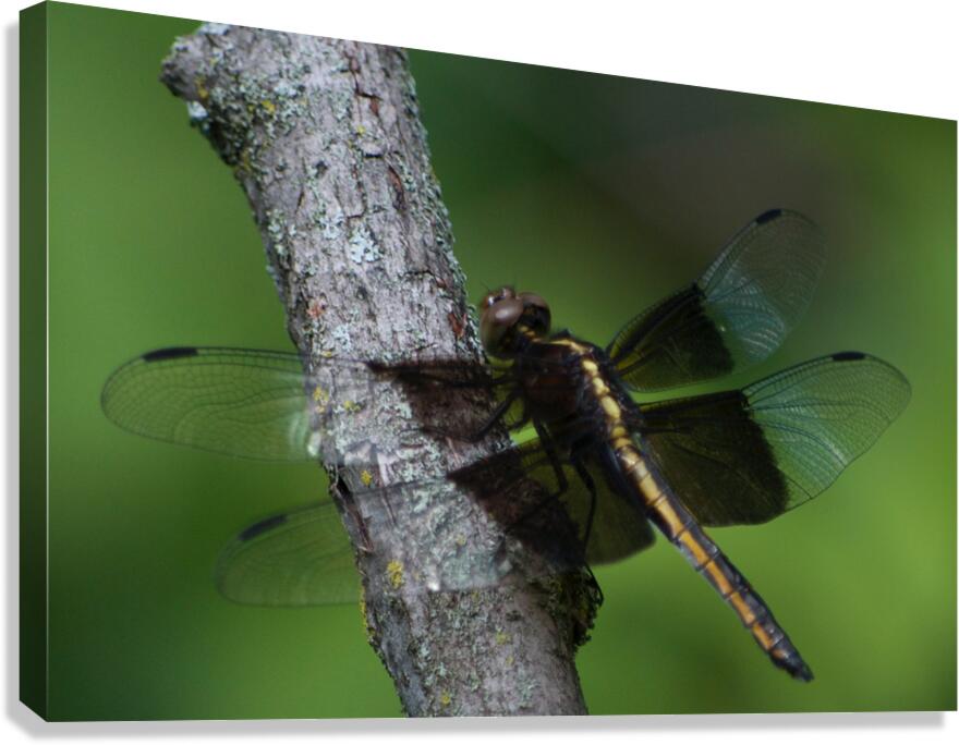 JB0 5098 Canvas Print